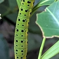 Dysphania numana (Four O'Clock Moth) at Kakadu, NT - Today by HelenCross