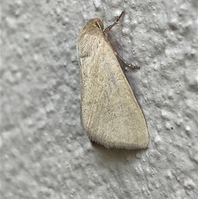 Bathytricha truncata (Sugarcane Stem Borer, Maned Moth) at Jerrabomberra, NSW by SteveBorkowskis