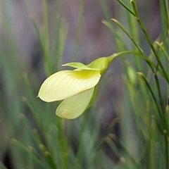 Unidentified Pea at Kakadu, NT - 6 Feb 2025 by HelenCross