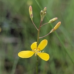 Unidentified Plant at Kakadu, NT - 7 Feb 2025 by HelenCross