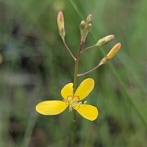 Unidentified Plant at Kakadu, NT - Yesterday by HelenCross