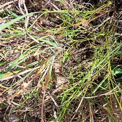 Haloragis heterophylla (Variable Raspwort) at Cook, ACT - 5 Feb 2025 by SarahHnatiuk