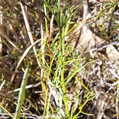 Haloragis heterophylla at Cook, ACT - 5 Feb 2025 11:17 AM