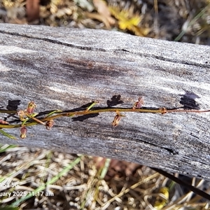 Haloragis heterophylla at Cook, ACT - 5 Feb 2025 11:17 AM