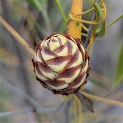 Unidentified Other Shrub at Kakadu, NT - 6 Feb 2025 by HelenCross