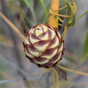 Unidentified Other Shrub at Kakadu, NT - Yesterday by HelenCross