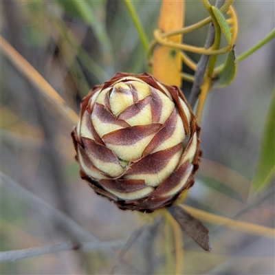 Unidentified Other Shrub at Kakadu, NT - 6 Feb 2025 by HelenCross