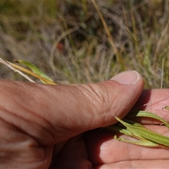 Leptorhynchos elongatus at Nungar, NSW - suppressed