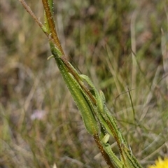 Leptorhynchos elongatus at Nungar, NSW - suppressed