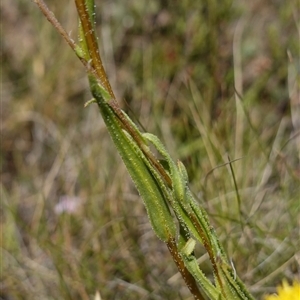 Leptorhynchos elongatus at Nungar, NSW - suppressed