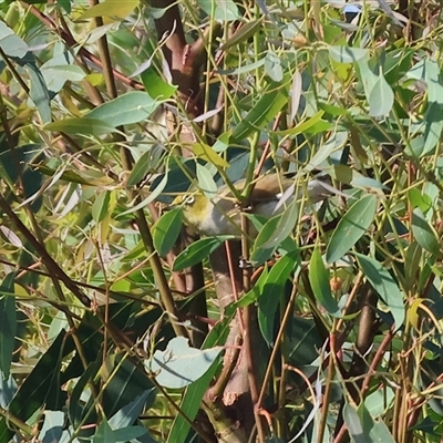 Zosterops lateralis (Silvereye) at Wodonga, VIC - 7 Feb 2025 by KylieWaldon