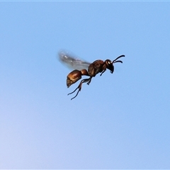 Unidentified Potter wasp (Vespidae, Eumeninae) at Wodonga, VIC - Today by KylieWaldon