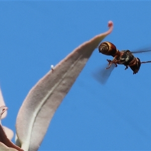Eumeninae (subfamily) at Wodonga, VIC - 7 Feb 2025 07:42 AM