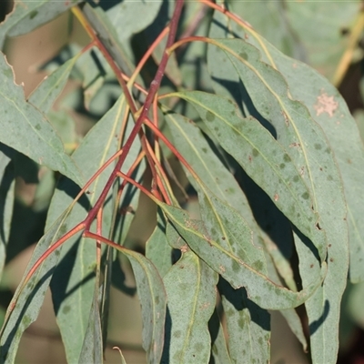 Unidentified Gum Tree at Wodonga, VIC - 7 Feb 2025 by KylieWaldon