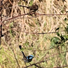 Malurus cyaneus (Superb Fairywren) at Wodonga, VIC - 7 Feb 2025 by KylieWaldon