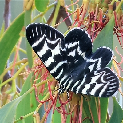 Comocrus behri (Mistletoe Day Moth) at Wodonga, VIC - 7 Feb 2025 by KylieWaldon