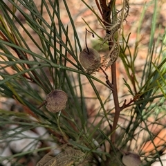 Grevillea sp. (Grevillea) at Weetangera, ACT - 6 Feb 2025 by CattleDog