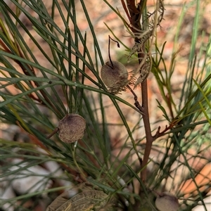 Grevillea sp. at Weetangera, ACT - 6 Feb 2025 10:07 AM