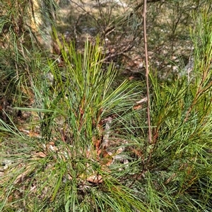 Grevillea sp. at Weetangera, ACT - 6 Feb 2025 10:07 AM