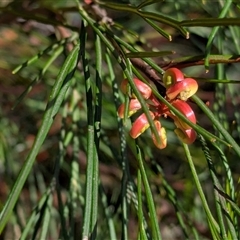 Grevillea sp. at Weetangera, ACT - 6 Feb 2025 10:07 AM