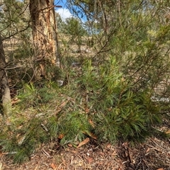 Grevillea sp. at Weetangera, ACT - 6 Feb 2025 10:07 AM