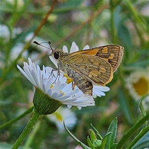 Ocybadistes walkeri (Green Grass-dart) at Kambah, ACT - Yesterday by MatthewFrawley