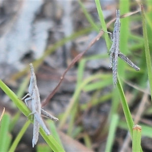 Keyacris scurra (Key's Matchstick Grasshopper) at Bungendore, NSW - Yesterday by clarehoneydove