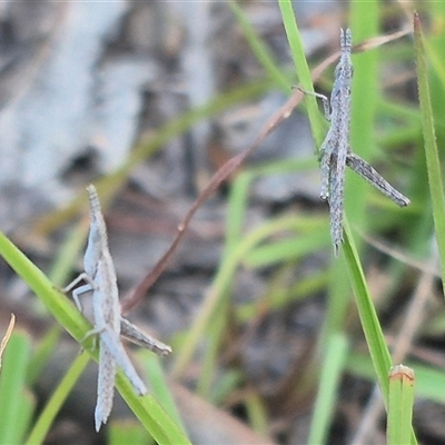 Keyacris scurra (Key's Matchstick Grasshopper) at Bungendore, NSW - 7 Feb 2025 by clarehoneydove