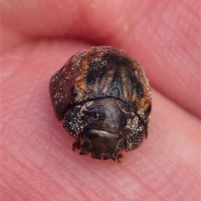 Trachymela sp. (genus) (Brown button beetle) at Bungendore, NSW - 7 Feb 2025 by clarehoneydove