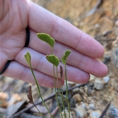 Schizaea bifida (Forked Comb Fern) at Uriarra Village, ACT - 7 Feb 2025 by EmmaCook