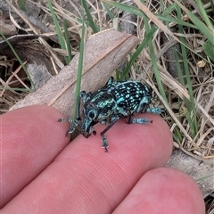 Chrysolopus spectabilis (Botany Bay Weevil) at Uriarra Village, ACT - 7 Feb 2025 by EmmaCook