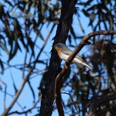 Myiagra rubecula (Leaden Flycatcher) at Bruce, ACT - 6 Dec 2019 by Untidy