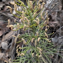 Pseudolycopodium densum (Bushy Club Moss) at Uriarra Village, ACT - 7 Feb 2025 by EmmaCook