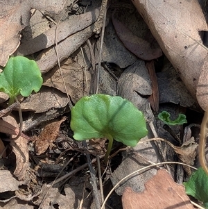 Viola hederacea at Uriarra Village, ACT - 7 Feb 2025 01:00 PM