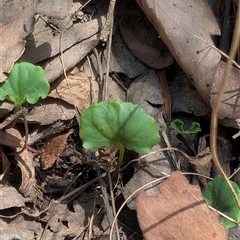 Viola hederacea at Uriarra Village, ACT - 7 Feb 2025 01:00 PM