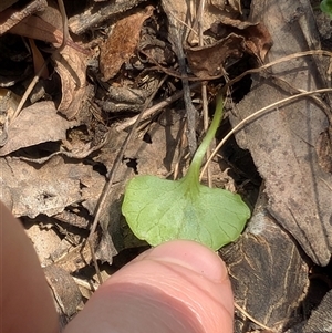 Viola hederacea at Uriarra Village, ACT - 7 Feb 2025 01:00 PM