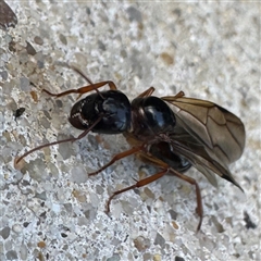 Camponotus sp. (genus) (A sugar ant) at Russell, ACT - 7 Feb 2025 by Hejor1