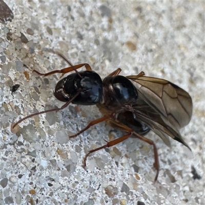 Camponotus sp. (genus) (A sugar ant) at Russell, ACT - Yesterday by Hejor1