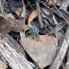 Chrysolopus spectabilis at Booth, ACT - 13 Jan 2025 02:37 PM