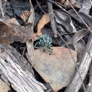 Chrysolopus spectabilis at Booth, ACT - 13 Jan 2025 02:37 PM