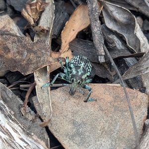 Chrysolopus spectabilis at Booth, ACT - 13 Jan 2025 02:37 PM