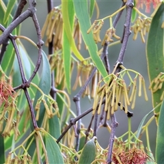 Amyema miquelii (Box Mistletoe) at Wodonga, VIC - 7 Feb 2025 by KylieWaldon