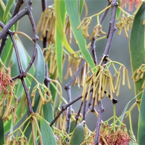 Amyema miquelii at Wodonga, VIC - 7 Feb 2025 by KylieWaldon