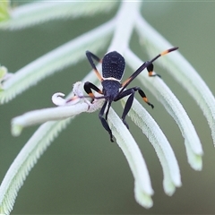 Amorbus sp. (genus) at Wodonga, VIC - Yesterday by KylieWaldon