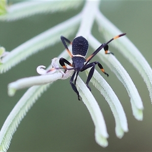 Amorbus sp. (genus) at Wodonga, VIC - 7 Feb 2025 by KylieWaldon