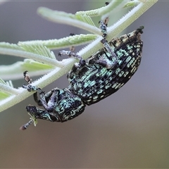 Chrysolopus spectabilis (Botany Bay Weevil) at Wodonga, VIC - 7 Feb 2025 by KylieWaldon