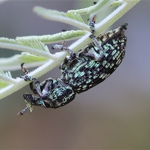 Chrysolopus spectabilis at Wodonga, VIC - 7 Feb 2025 07:57 AM