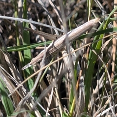 Keyacris scurra (Key's Matchstick Grasshopper) at Forde, ACT - 17 Oct 2024 by EmmaCook