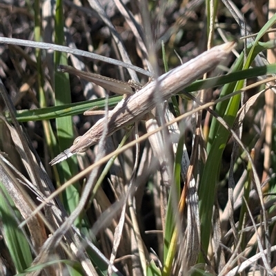 Keyacris scurra (Key's Matchstick Grasshopper) at Forde, ACT - 17 Oct 2024 by EmmaCook