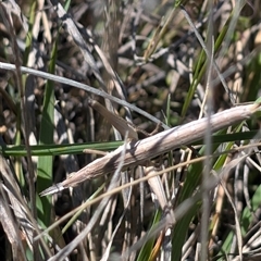 Keyacris scurra at Forde, ACT - 17 Oct 2024 10:05 AM